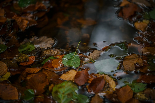 Primer plano de las hojas de otoño en el agua