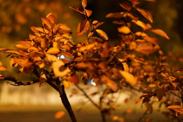 Foto primer plano de las hojas de otoño en el árbol