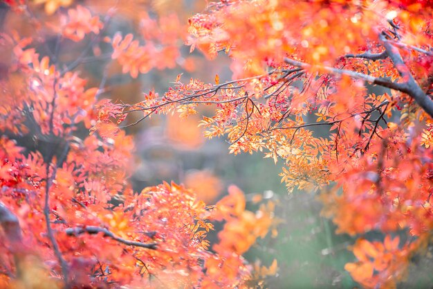 Primer plano de las hojas de otoño en el árbol