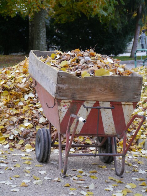 Primer plano de las hojas de otoño en el árbol