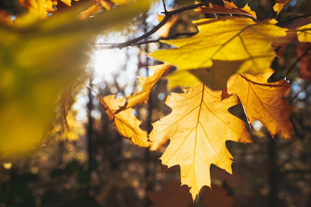 Primer plano de hojas de otoño con árboles amarillos y sol en el parque Fondo natural