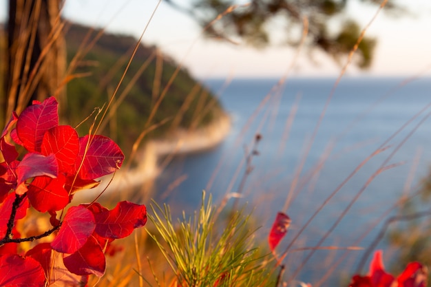 Primer plano de hojas de otoño por un bosque y mar