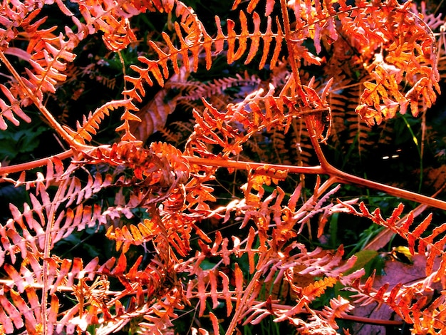 Foto primer plano de las hojas de otoño en un bosque