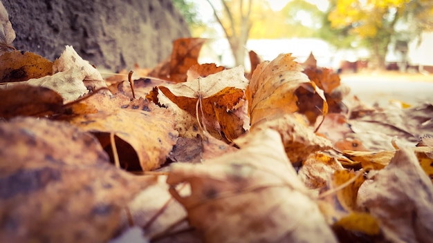 Primer plano de las hojas de otoño caídas en el campo