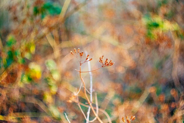 Foto primer plano de las hojas de otoño en el campo