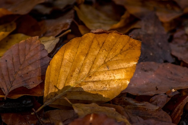 Foto primer plano de las hojas de otoño los colores del otoño