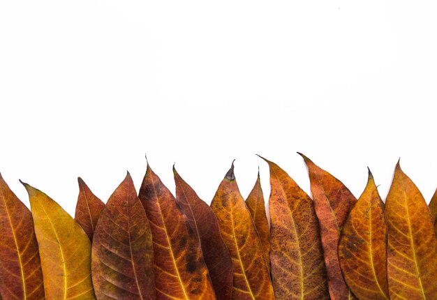 Foto primer plano de las hojas de otoño contra un cielo despejado