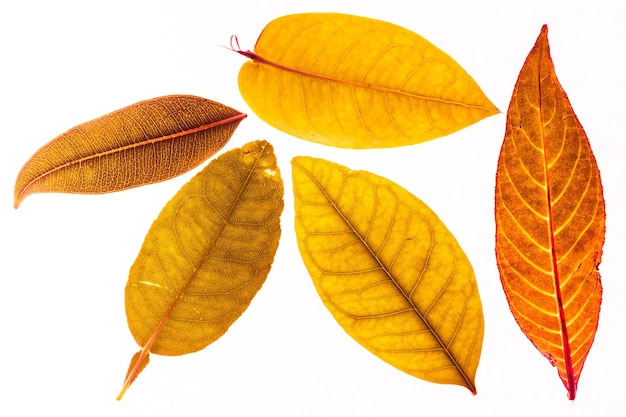 Primer plano de las hojas de otoño contra un fondo blanco