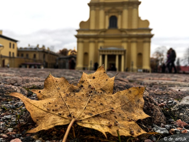 Foto primer plano de las hojas de otoño en el edificio