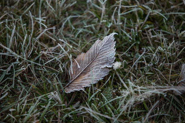 Primer plano de hojas de otoño, fondo natural