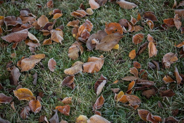 Primer plano de hojas de otoño, fondo natural