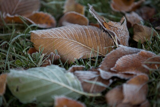 Primer plano de hojas de otoño, fondo natural