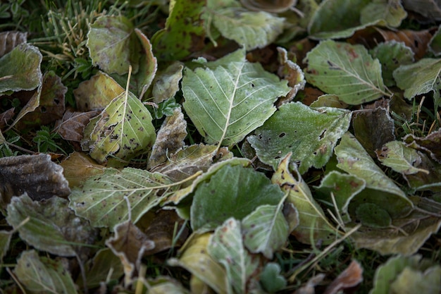 Primer plano de hojas de otoño, fondo natural