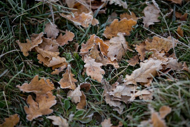 Primer plano de hojas de otoño, fondo natural