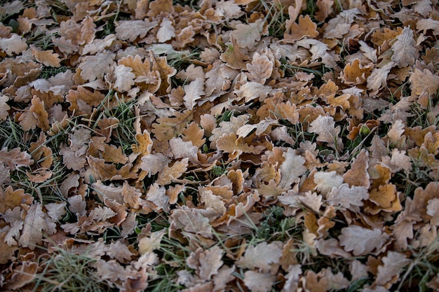 Primer plano de hojas de otoño, fondo natural