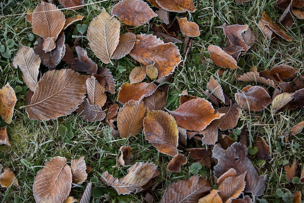 Primer plano de hojas de otoño, fondo natural