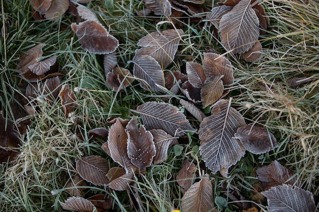 Primer plano de hojas de otoño, fondo natural