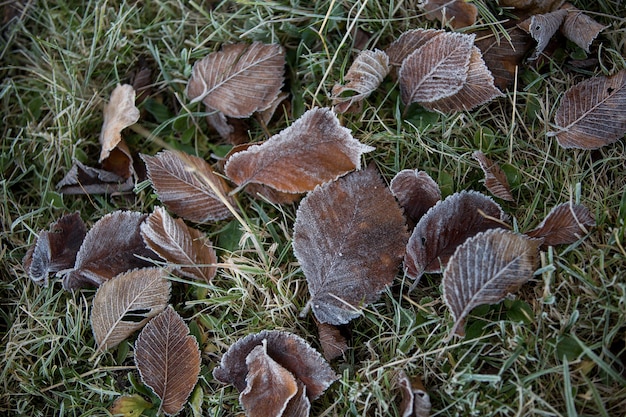 Primer plano de hojas de otoño, fondo natural