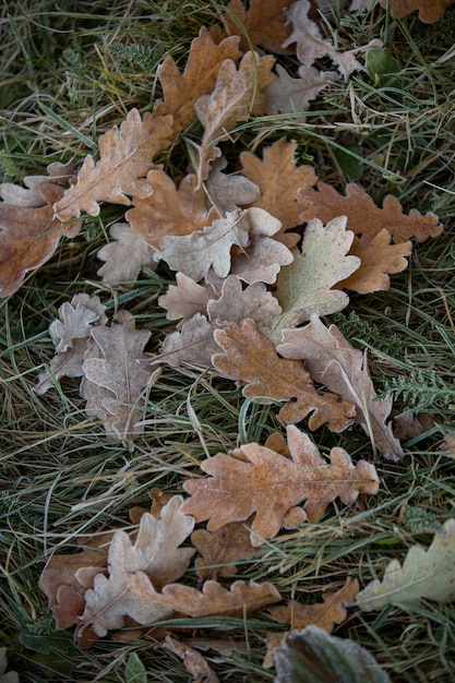 Primer plano de hojas de otoño, fondo natural