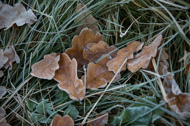 Primer plano de hojas de otoño, fondo natural