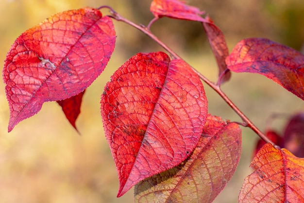 Primer plano de las hojas de otoño. Grandes hojas rojas sobre un fondo amarillo.