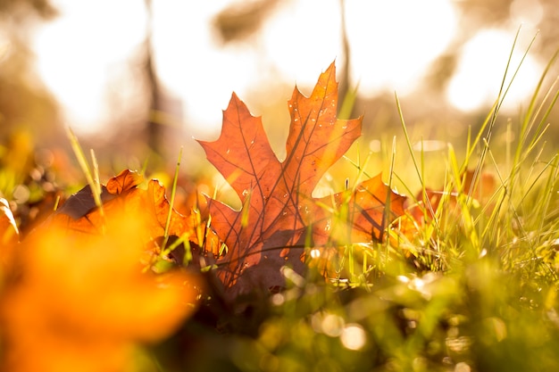 Primer plano de las hojas de otoño en la hierba