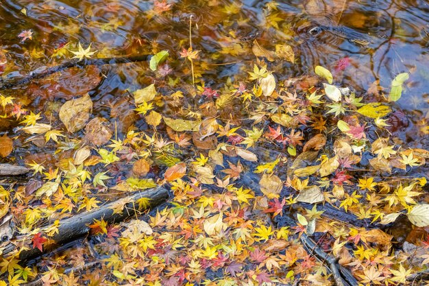 Primer plano de hojas de otoño en el lago brillante fondo de colores de otoño