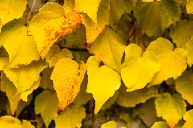 Foto primer plano de las hojas de otoño que crecen al aire libre