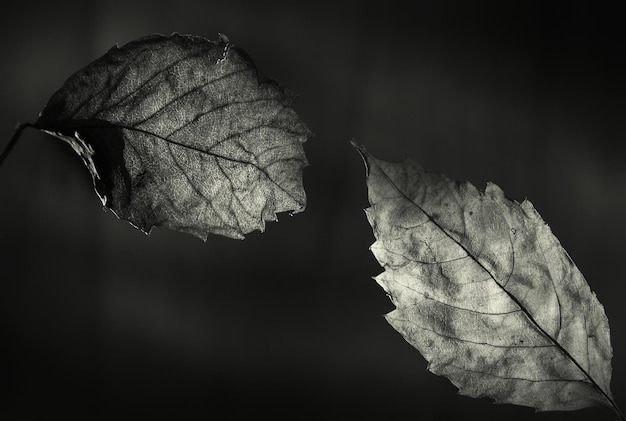 Primer plano de las hojas de otoño que crecen en la planta