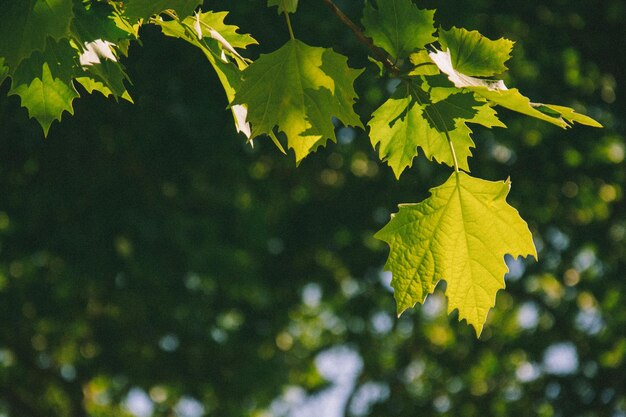 Primer plano de las hojas de otoño en la rama