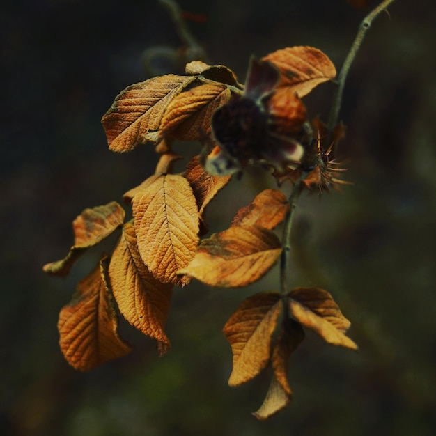 Primer plano de las hojas de otoño en la ramita