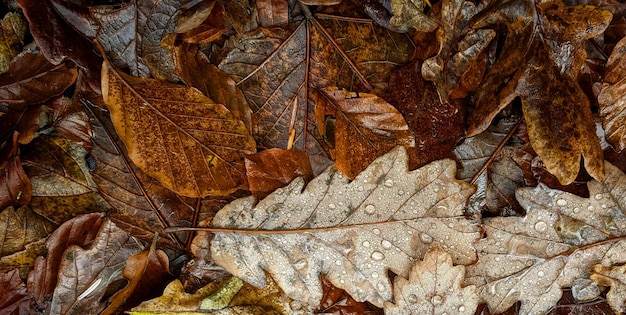 Un primer plano de las hojas de otoño en el suelo