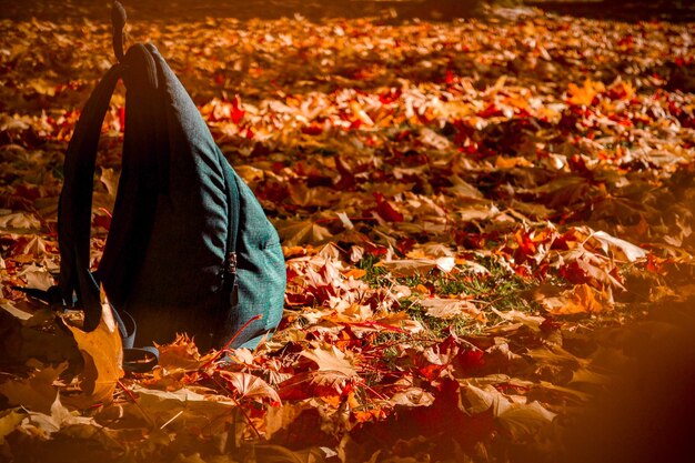 Foto primer plano de las hojas de otoño en tierra