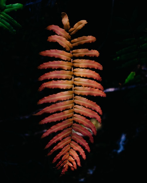 Foto primer plano de las hojas de otoño