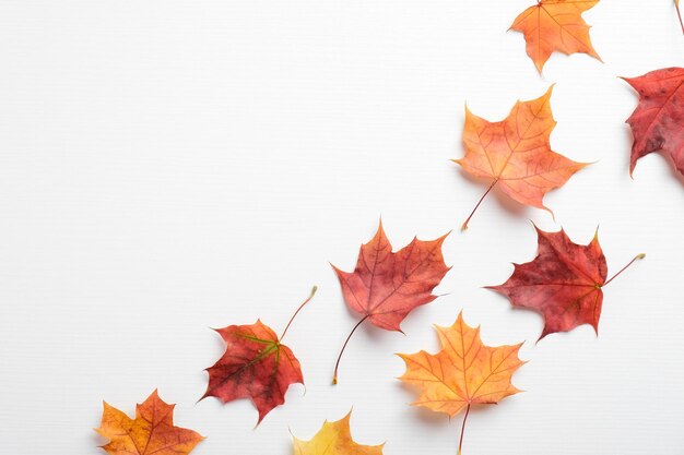 Foto primer plano de las hojas de otoño