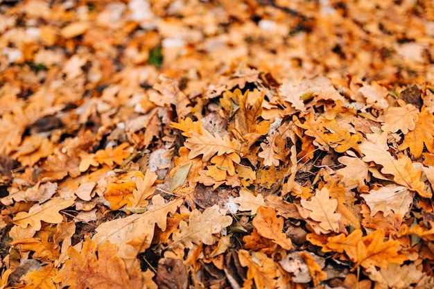 Primer plano de las hojas de otoño