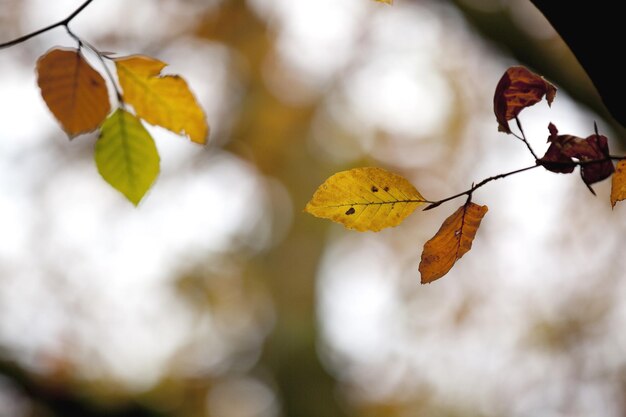 Foto primer plano de las hojas de otoño