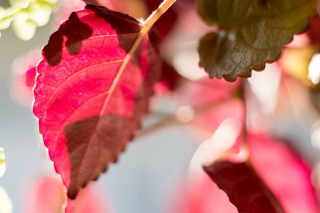 Foto primer plano de las hojas de otoño