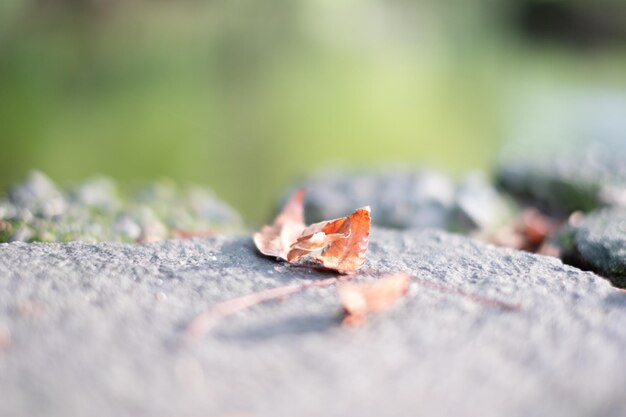 Foto primer plano de las hojas de otoño