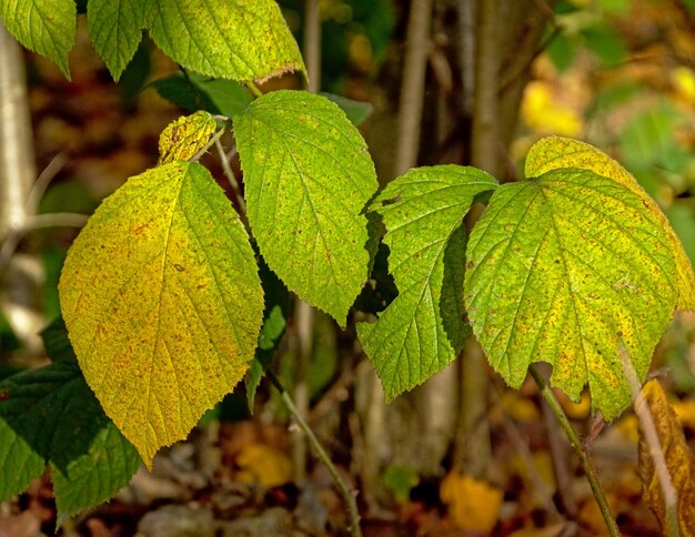 Foto primer plano de las hojas de otoño