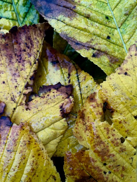 Foto primer plano de las hojas de otoño