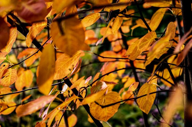 Foto primer plano de las hojas de otoño