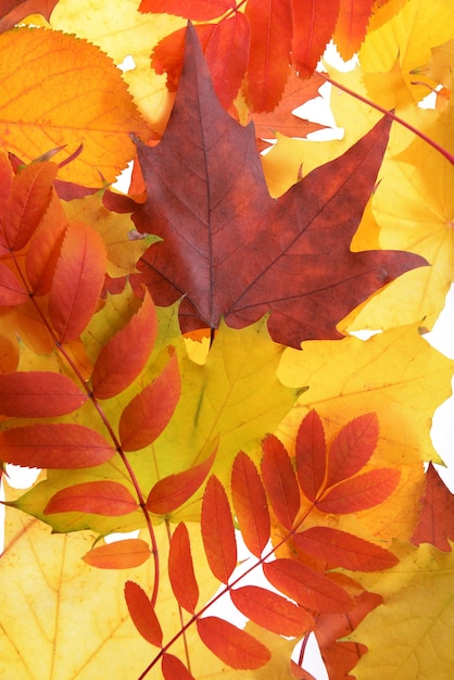 Primer plano de las hojas de otoño