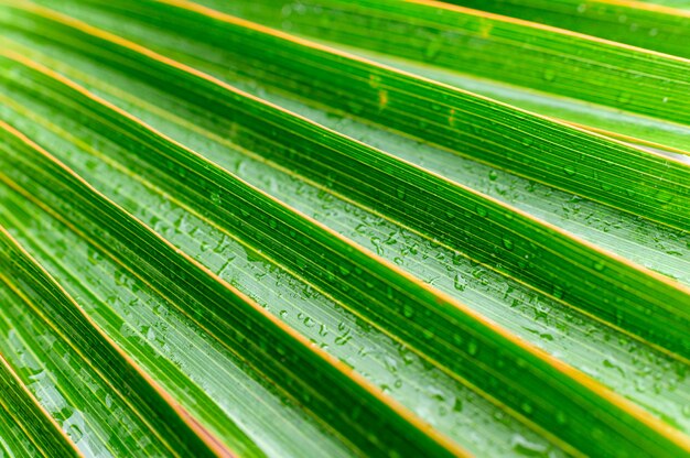 Primer plano de hojas de palma con rayas verde natural.