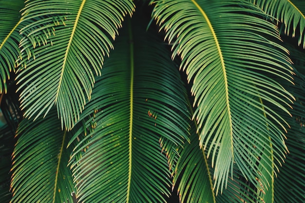 Primer plano de las hojas de palma