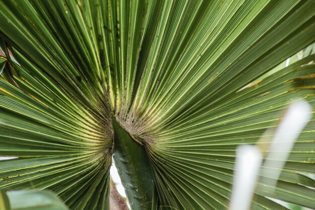 Foto primer plano de las hojas de palma