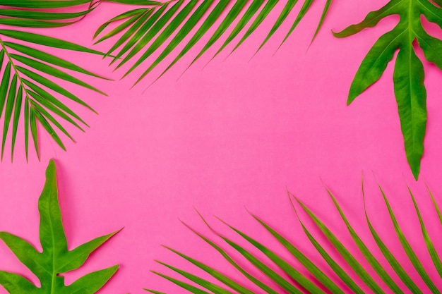 Foto primer plano de las hojas de palma