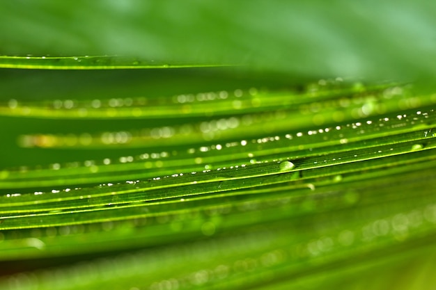 Primer plano de hojas de palmera de hoja perenne con gotas de agua, profundidad de campo, planta tropical