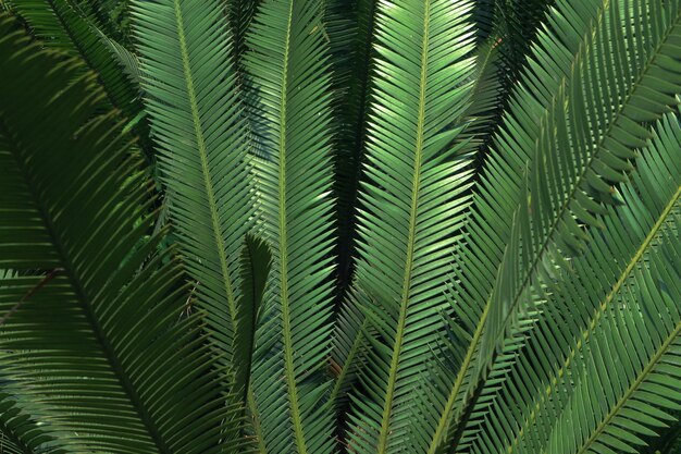 Foto primer plano de las hojas de la palmera