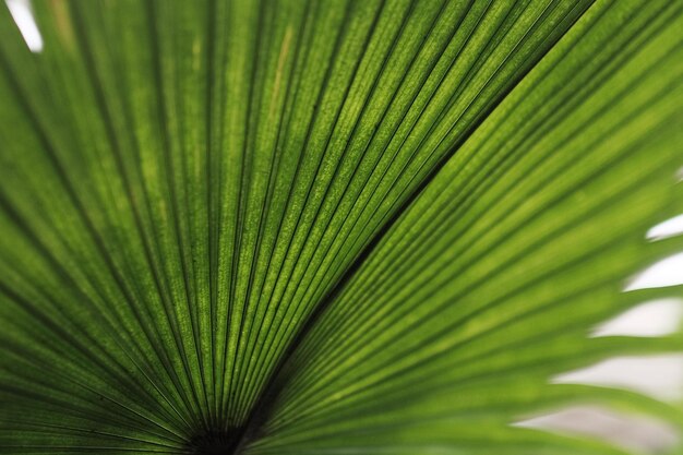 Foto primer plano de las hojas de la palmera